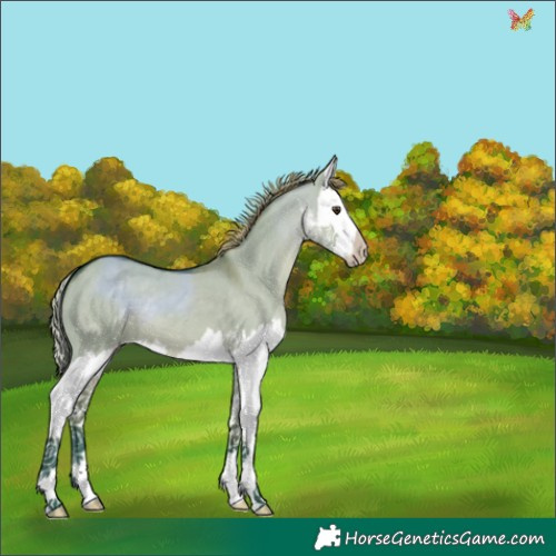 Horse Color:Watercolor White Spotted Liver Red Dun Splash 