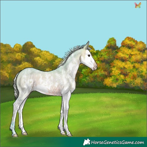 Horse Color:Watercolor Silver Brown Dun Sabino Splash 