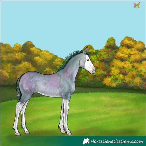 Horse Color:Watercolor White Spotted Brown Dun Splash 