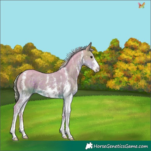 Horse Color:Watercolor Silver Brown Sabino