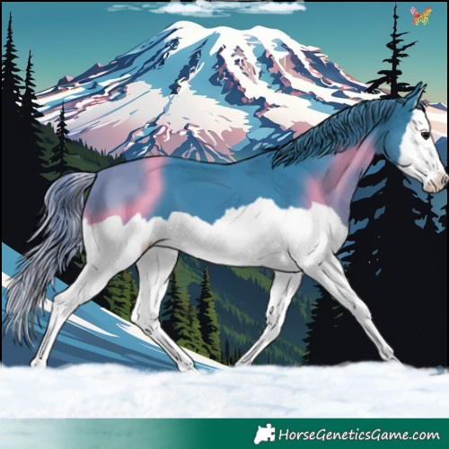 Horse Color:Watercolor Black Splash 