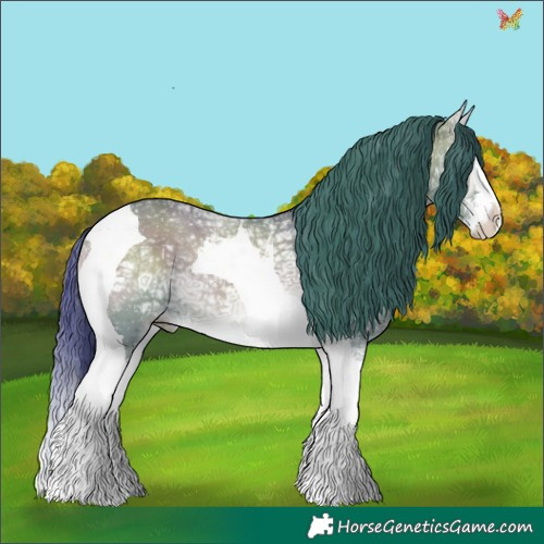 Horse Color:Watercolor White Spotted Grullo Ice Onyx Splash Tobiano 