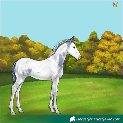 Horse Color:Watercolor Grullo Sabino Splash Tobiano 