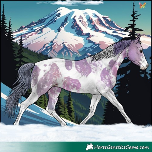 Horse Color:Watercolor Brown Dun Sabino Tobiano 