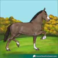 Horse Color:Liver Red Dun Rabicano 