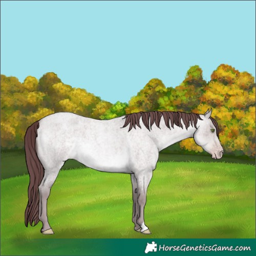 Horse Color:Platinum Chocolate Sable Cream Champagne Roan 