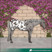 Horse Color:Liver Chestnut Mushroom Appaloosa 