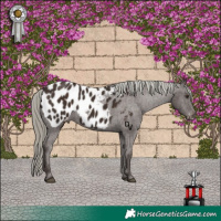 Horse Color:Liver Chestnut Mushroom Appaloosa