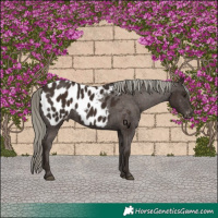 Horse Color:Liver Chestnut Mushroom Appaloosa 