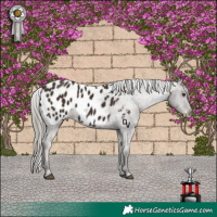 Horse Color:Liver Chestnut Mushroom Appaloosa