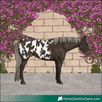 Horse Color:Liver Chestnut Mushroom Appaloosa 
