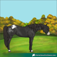 Horse Color:Liver Chestnut Frame Appaloosa