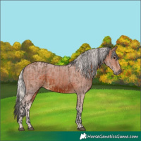 Horse Color:Brown Dun  and Silver Brown 
