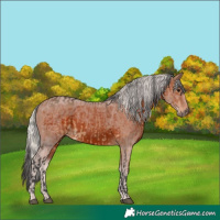 Horse Color:Brown Dun  and Silver Brown 