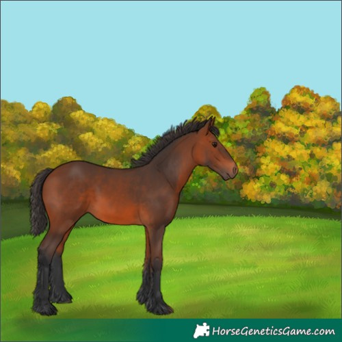 Horse Color:Bay 