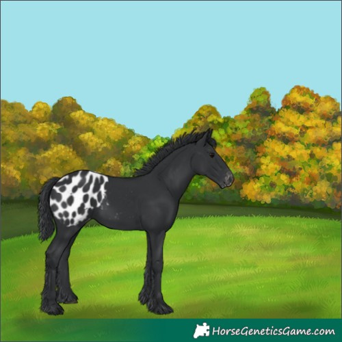Horse Color:Black Blanket 