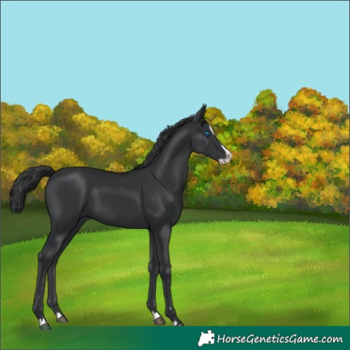 Horse Color:Black Splash 