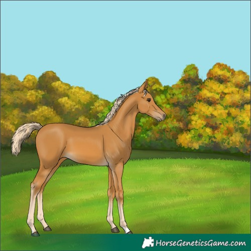Horse Color:Palomino 