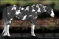 Horse Color:White Spotted Smoky Black Splash 