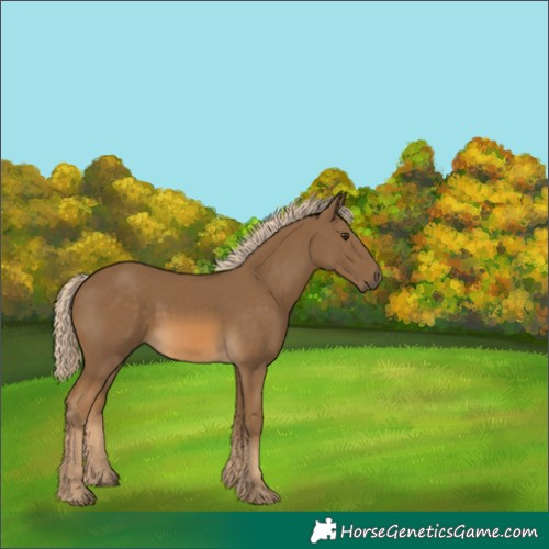 Horse Color:Chocolate Palomino