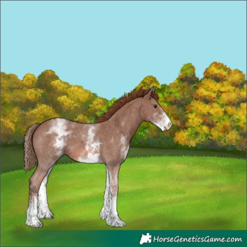 Horse Color:White Spotted Chestnut Sabino