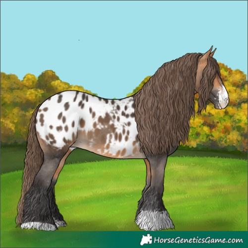 Horse Color:Buckskin Sabino Appaloosa