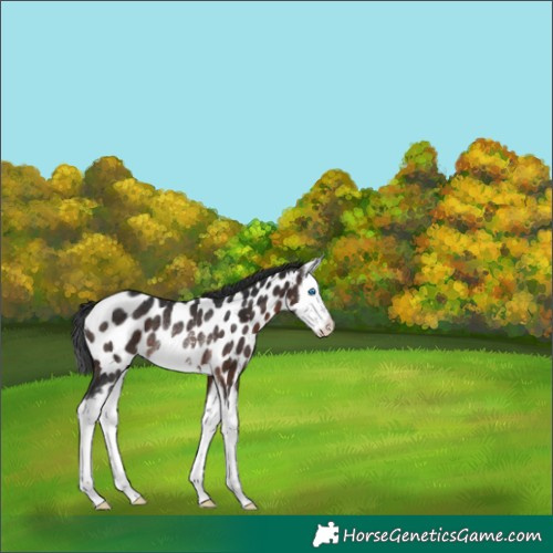 Horse Color:Brown Splash Appaloosa Rabicano 