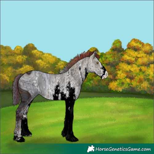Horse Color:ERROR: UNKNOWN ANOMALY