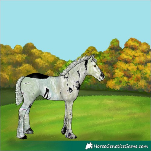 Horse Color:ERROR: UNKNOWN ANOMALY