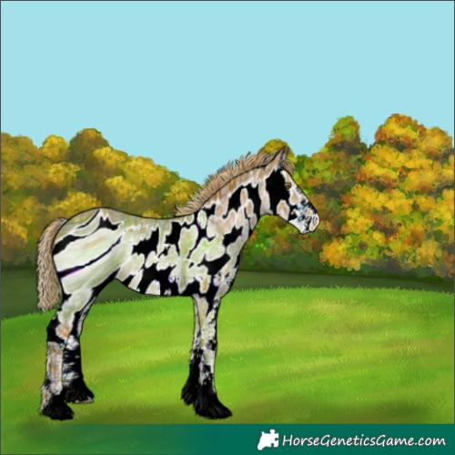 Horse Color:ERROR: UNKNOWN ANOMALY