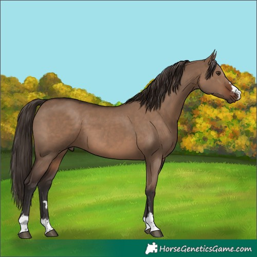 Horse Color:Liver Red Dun 