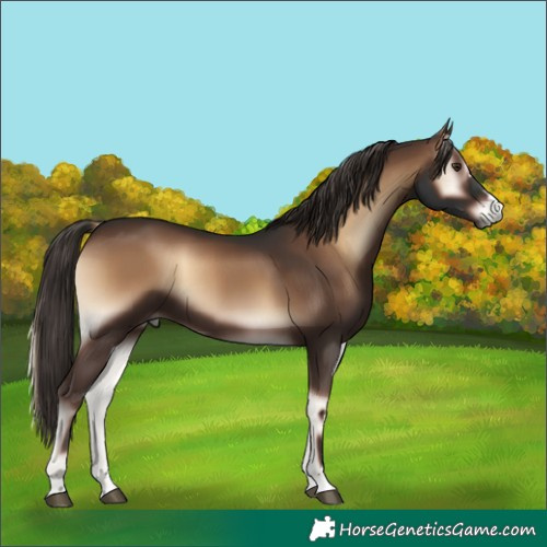 Horse Color:Liver Red Onyx 