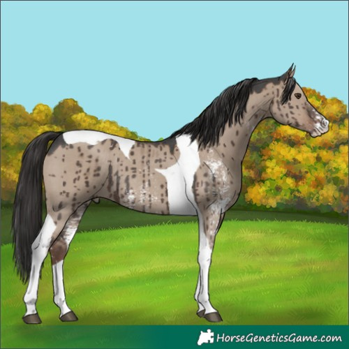 Horse Color:Liver Red Dun Sabino Tobiano Rabicano Brindle 