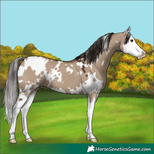 Horse Color:White Spotted Liver Red Dun Splash 