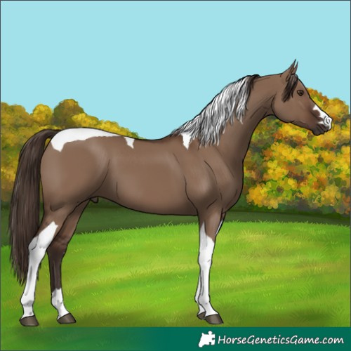 Horse Color:Liver Red Dun Tobiano 