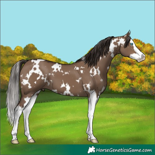 Horse Color:White Spotted Liver Red Dun Splash 