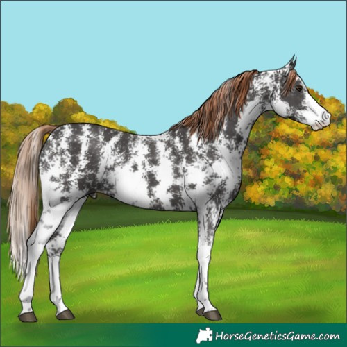 Horse Color:Liver Chestnut Sabino 