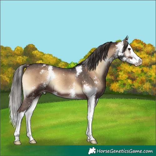 Horse Color:Liver Red Onyx Sabino Splash Varnish 
