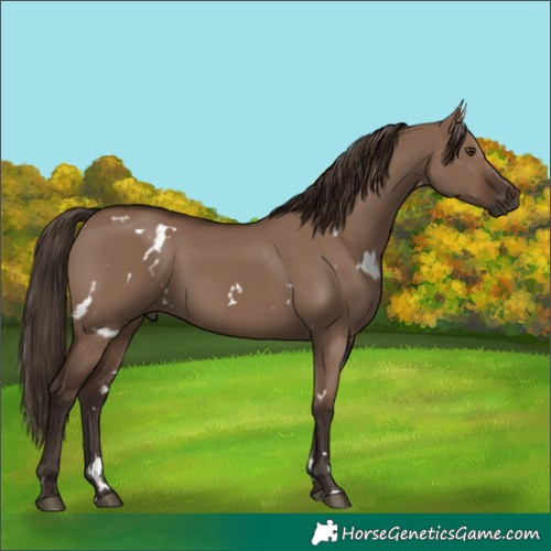 Horse Color:White Spotted Liver Red Dun 