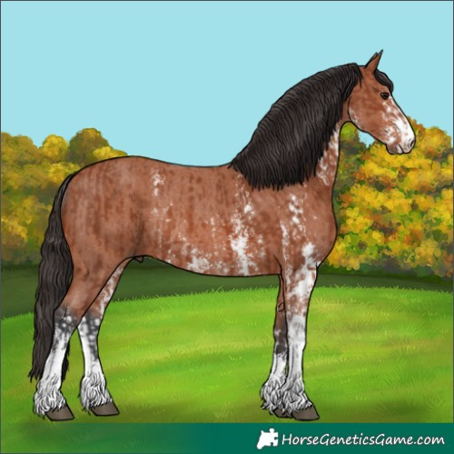 Horse Color:Bay Sabino Rabicano  and Bay Sabino Rabicano 