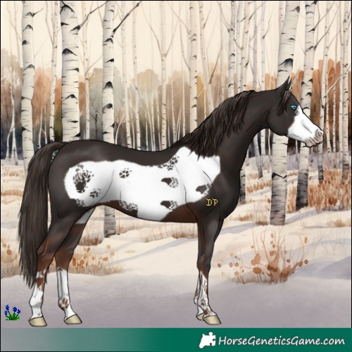 Horse Color:Liver Chestnut Frame 