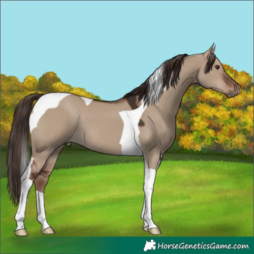 Horse Color:Liver Red Dun Tobiano 