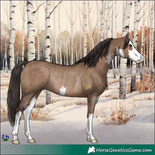 Horse Color:White Spotted Liver Red Dun Rabicano 