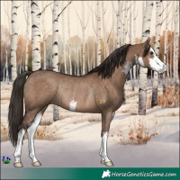 Horse Color:White Spotted Liver Red Dun Rabicano 