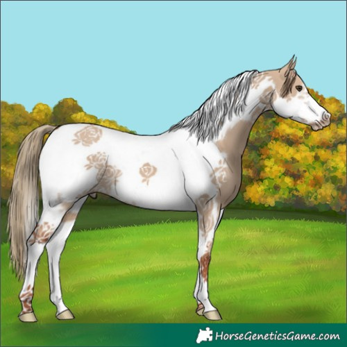 Horse Color:Red Dun Tobiano Frame 