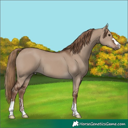 Horse Color:Liver Red Dun 