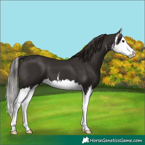 Horse Color:White Spotted Liver Chestnut Splash 