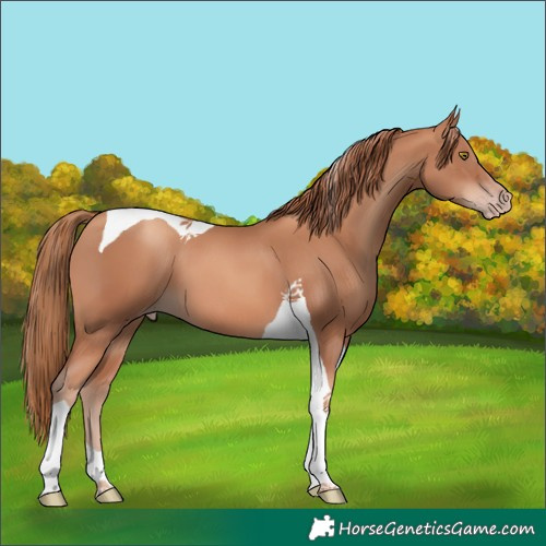 Horse Color:Gold Champagne Tobiano 