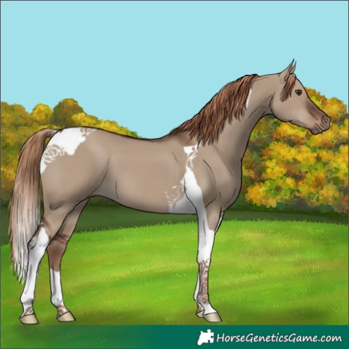 Horse Color:Liver Red Dun Tobiano 