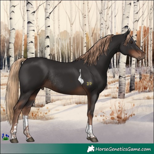Horse Color:Liver Chestnut Tobiano Rabicano 
